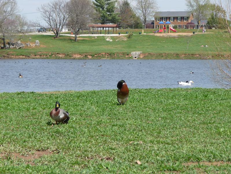 Malards at picnic spot.JPG